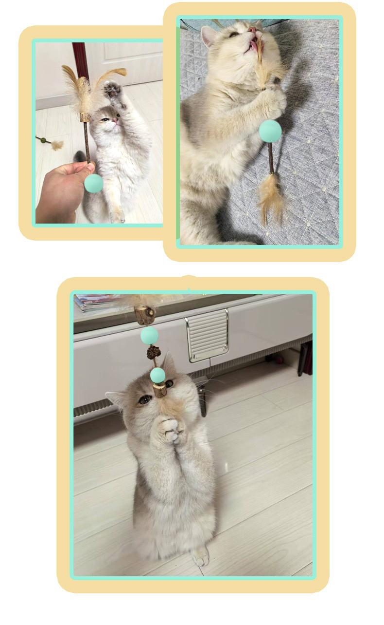 Nanjing Qiniu Cat Teaser – A Joyful Treasure for Cats Nanjing Qiniu Cat Teaser – A Joyful Treasure for Cats