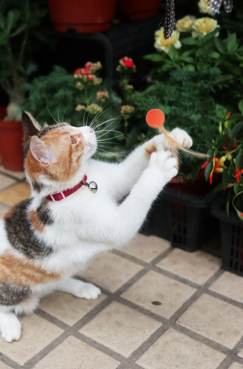 Pet Elastic Ball